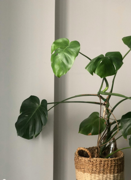 planta